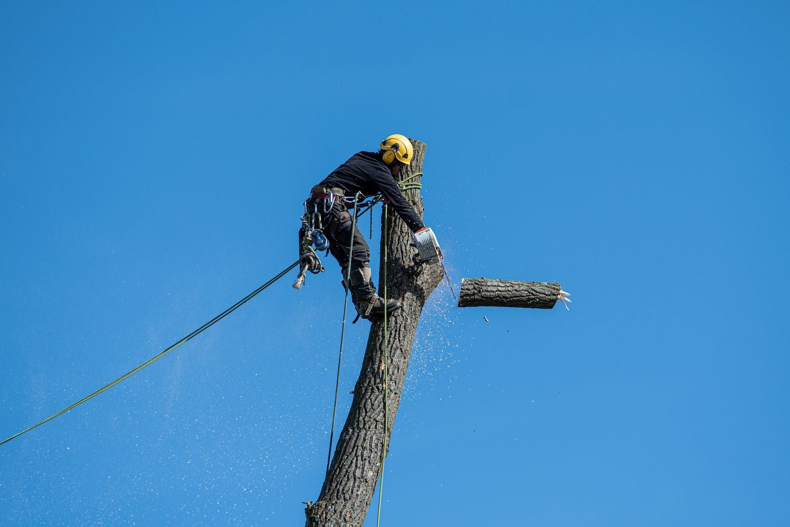 Arborist roped into a tree trunk against a clear sky
